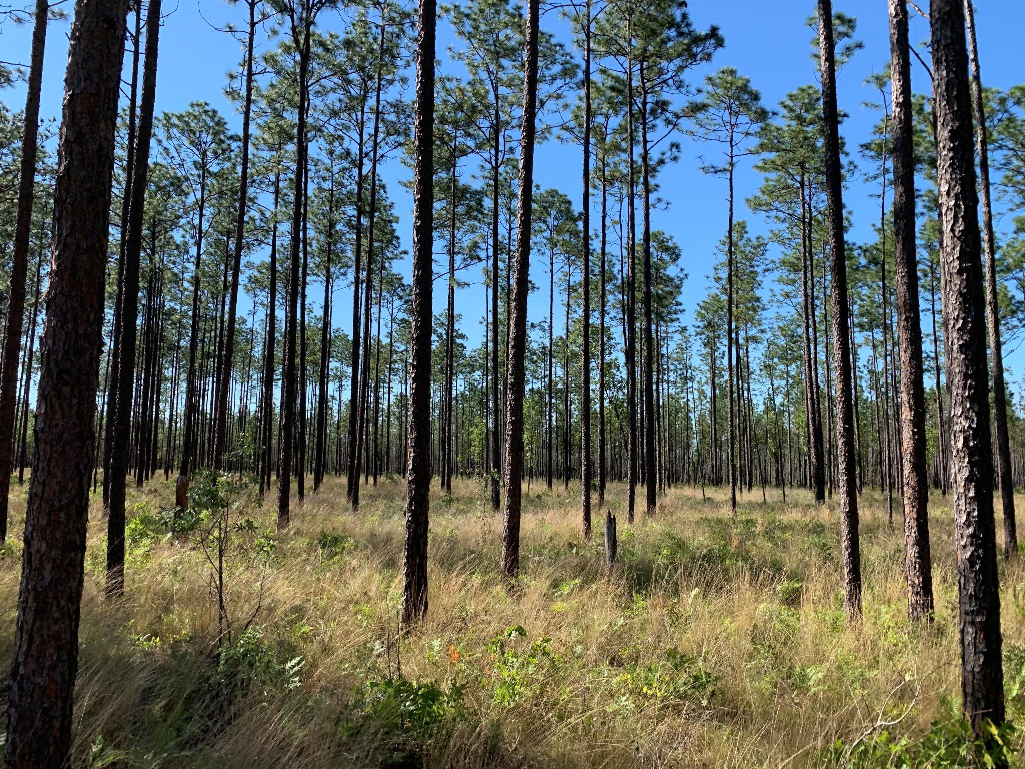 Blackwater pines in Northwest Florida by Northern Gulf Environmental