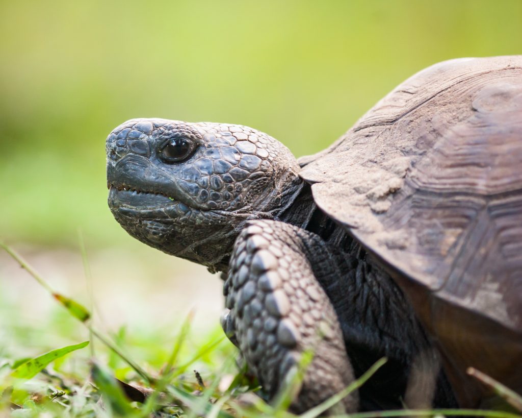 Gopher Tortoise, a Threatened and Endangered species
