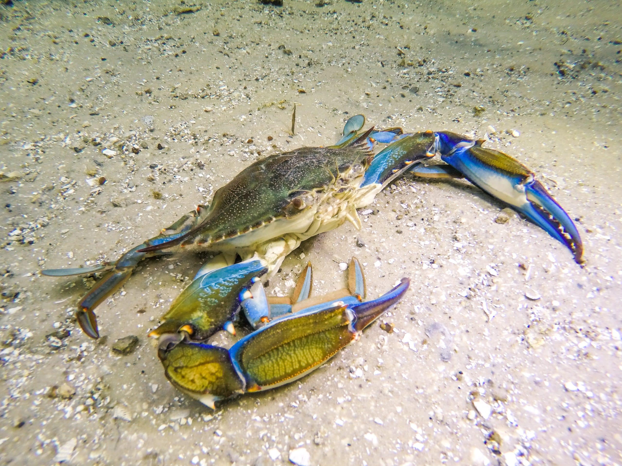seagrass-aquatic-resource-surveys-northern-gulf-environmental-llc