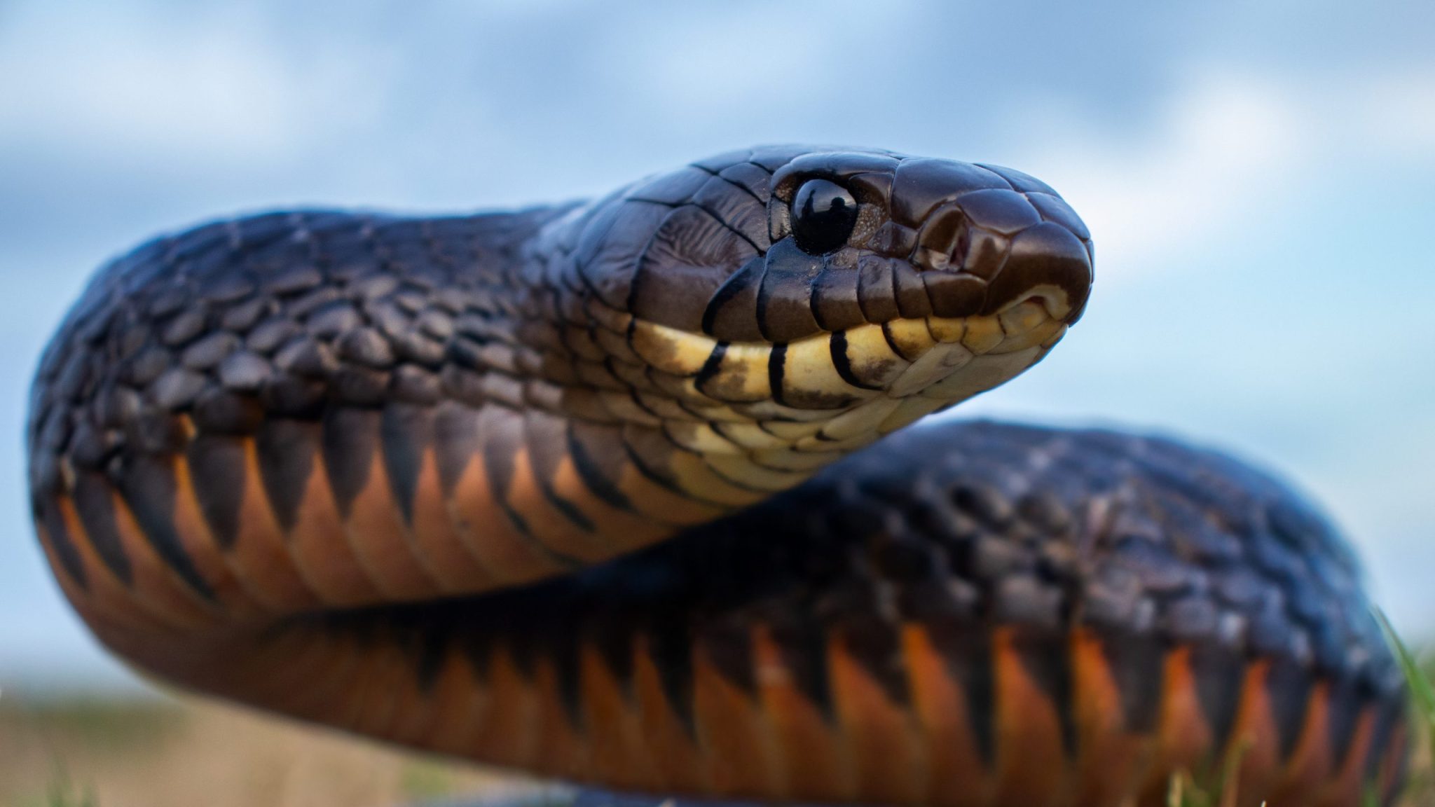 Eastern Indigo Snake, Threatened & Endangered Species