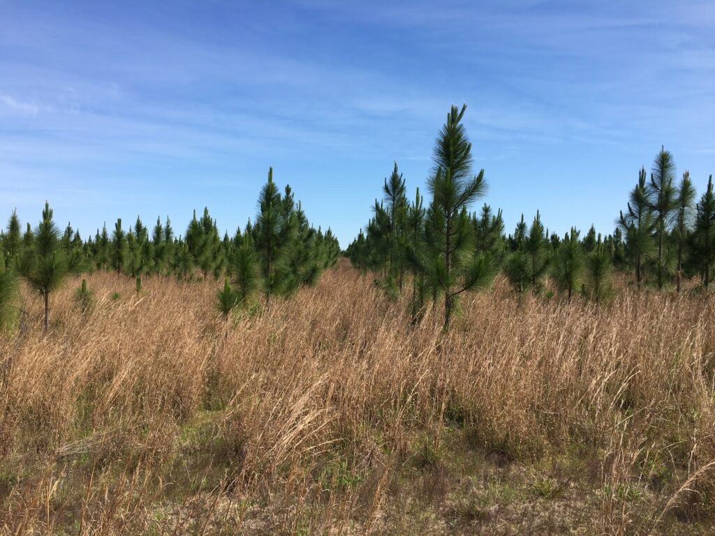 Planted Pine Community
